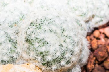 Mammillaria hahniana, Tayland 'a Yakın