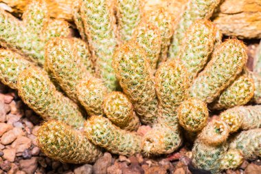 Mammillaria elegans, Tayland 'a yakın.