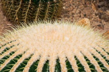 Golden Barrel Kaktüsü ya da Echinocactus Grusonii Hildm., Tayland