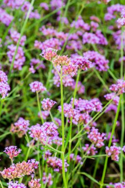 Menekşe çiçeğinin arka planı, Tayland