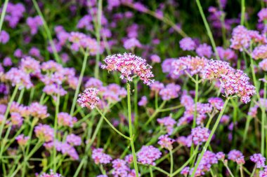 Menekşe çiçeğinin arka planı, Tayland