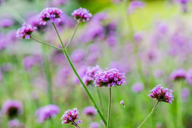 Menekşe çiçeğinin arka planı, Tayland