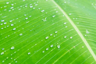 Muz yaprağına su damlaları, Tayland