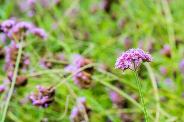 Menekşe çiçeğinin arka planı, Tayland