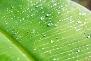 Muz yaprağına su damlaları, Tayland