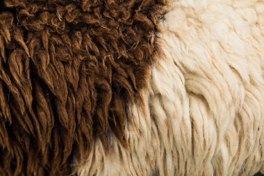 Çiğ yün ya da koyun postu arka planı, Tayland