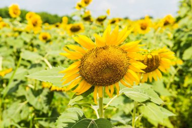 Tarlada güzel bir ayçiçeği, Tayland.