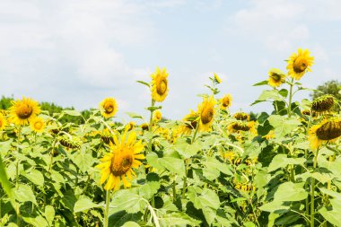 Tarlada güzel bir ayçiçeği, Tayland.