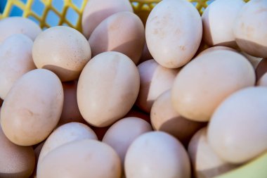 Tayland 'da horoz yumurtası dövüşü..