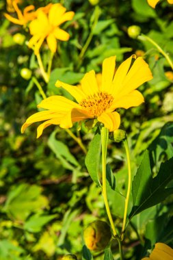 Ağaç kadife çiçeğinin yakınında, Tayland.