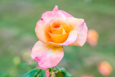 Halka açık parkta pembe gül, Tayland.