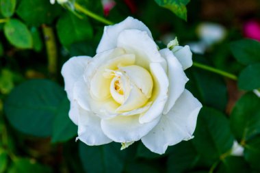 White rose in the garden, Thailand.