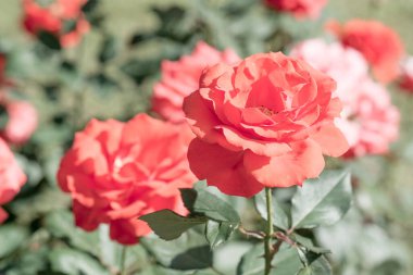 Red rose in the garden, Thailand.