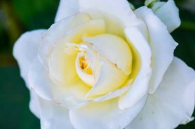 Beyaz gül, Tayland 'a yakın..