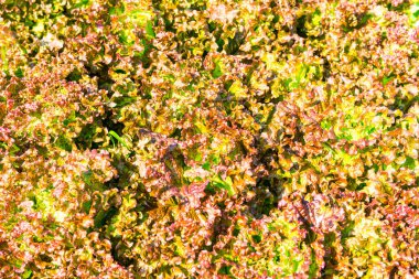 Red Frisee Marul Bahçede, Tayland.