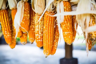 Tayland 'da kurutulmuş mısır asılıydı..