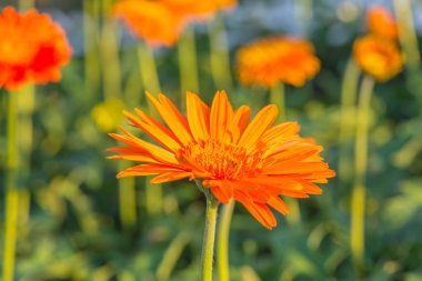 Bahçede Gerbera çiçeği, Tayland.