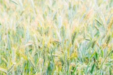 Chiang Mai Kraliyet Tarım Araştırma Merkezi 'nde buğday tarlası, Khun Wang, Tayland.