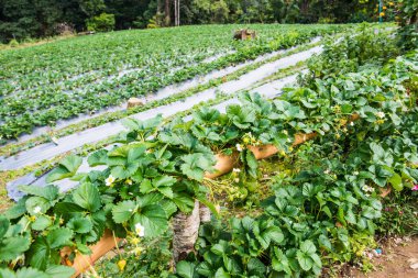 Tayland 'da çilek bitkisi