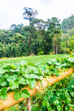 Tayland 'da çilek bitkisi