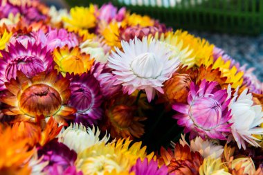 Taze Hasır Çiçeğinin Arkaplanı, Tayland.