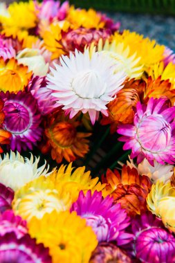 Taze Hasır Çiçeğinin Arkaplanı, Tayland.