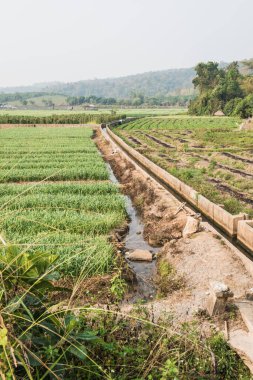 Tayland 'da küçük bir kanal ve pirinç tarlası..