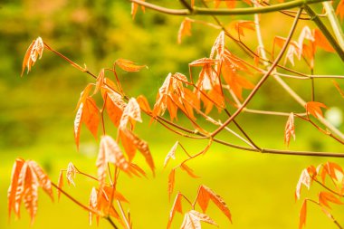 Akçaağaç yaprakları doğal arka planda, Tayland.