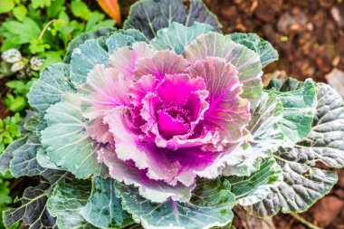 Tayland 'da, parkta süslü lahana..