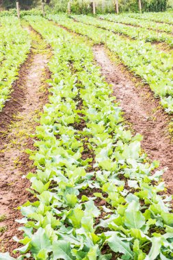 Sebze bahçesinde yeşil Çin lahanası, Tayland.