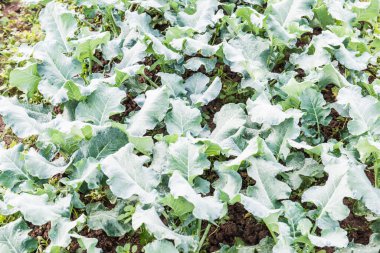 Sebze bahçesinde yeşil Çin lahanası, Tayland.