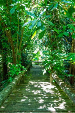 Arboretum Trail in Queen Sirikit Botanic Garden, Chiang Mai Province.