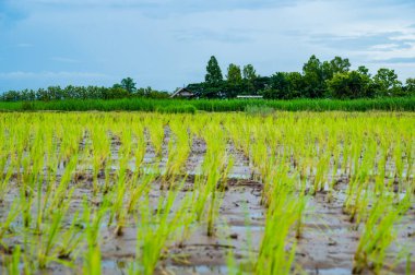 Rice field in Phayao province, Thailand.