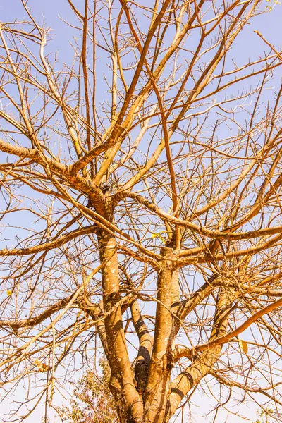 stock image Tree branch background, Thailand.