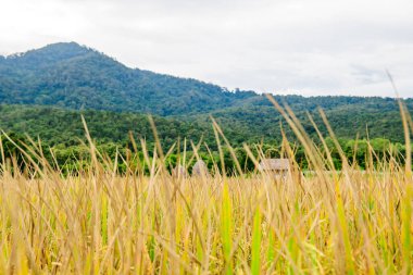 Rice Field in Chiang Mai Country, Thailand.