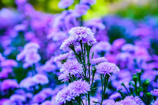 Violet flower in the garden, Chiang Mai province.