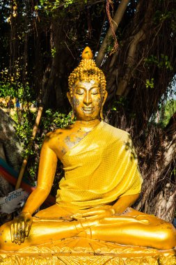 Ağacın altındaki altın Buda heykeli, Tayland