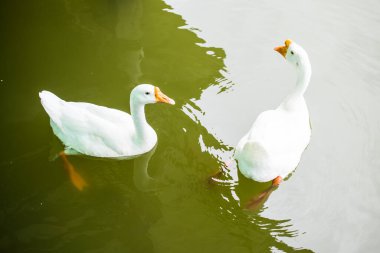 Beyaz kaz yeşil gölde, Tayland