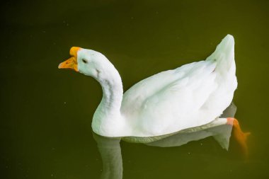 Beyaz kaz yeşil gölde, Tayland