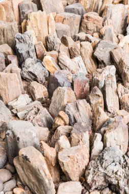 Taşlaşmış Orman Parkı, Tayland 'daki Taşlaşmış Orman Kütükleri