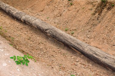 Taşlaşmış Orman Parkı, Tayland 'daki Taşlaşmış Orman Kütükleri