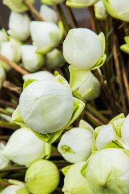 Lotus standını kapat, Tayland