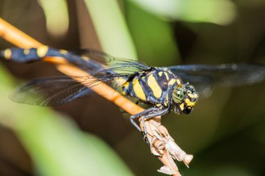Tayland 'da yusufçuk sineğine yakın.