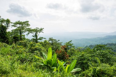 Pang Sida Ulusal Parkı, Tayland