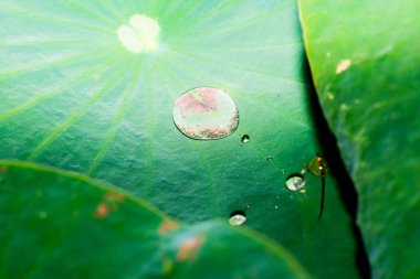 Lotus Yaprakları 'na Su Damlaları, Tayland