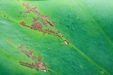 Nilüfer yaprağının arka planı, Tayland