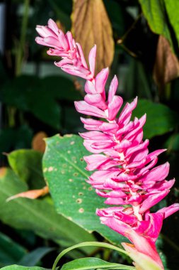 Pembe Çiçek (Alpinia purpurata schum., ZINGIBERACEAE), Tayland