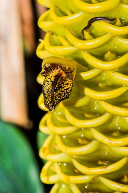 Tayland, Zingiber Spektabile Çiçeği