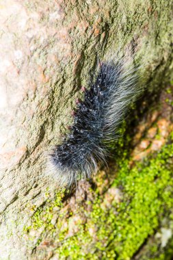 Tayland, Caterpillar 'a yakın.