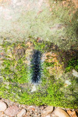 Tayland, Caterpillar 'a yakın.